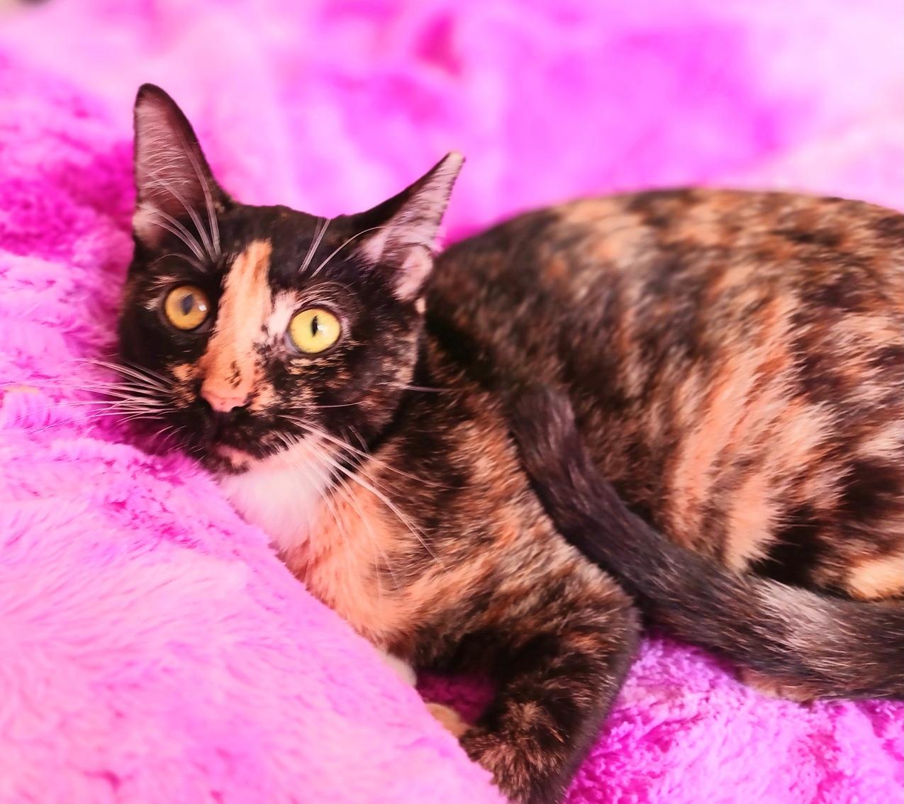 Enlarge Stella Joy Amberleigh, a ADOPTABLE Calico in Mesa, AZ image 3/4