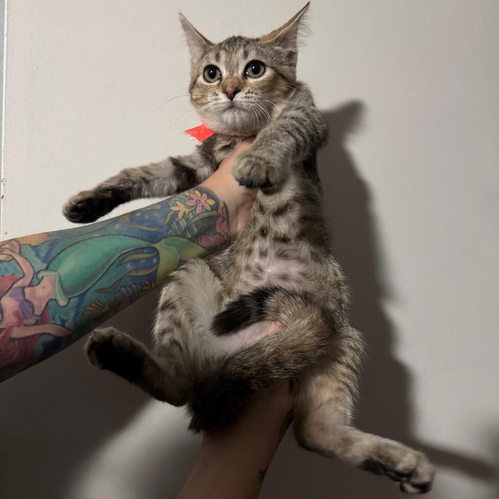 Gwen, Adoptable, Young Female Domestic Short Hair.