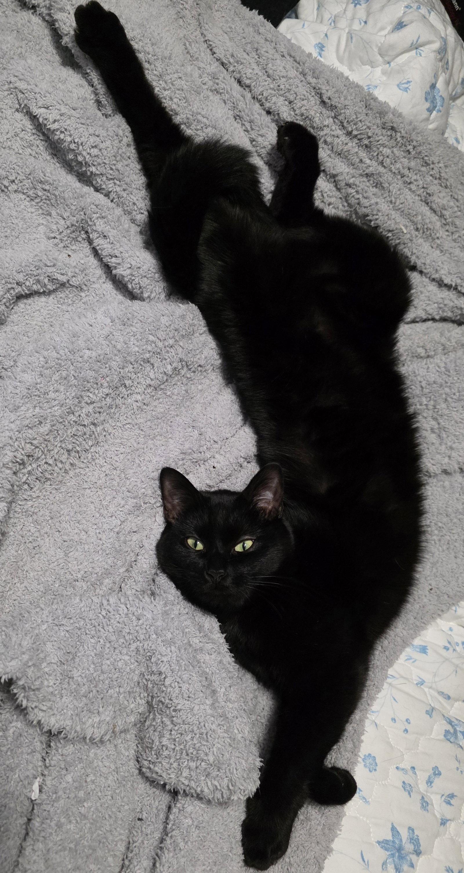 Sheba, a Adoptable Domestic Short Hair in Nashville, TN image 1/3