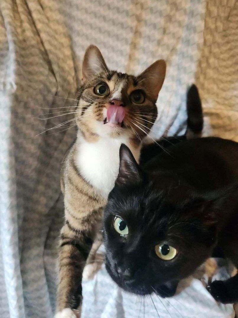 Enlarge Sheba, a Adoptable Domestic Short Hair in Nashville, TN image 1/3