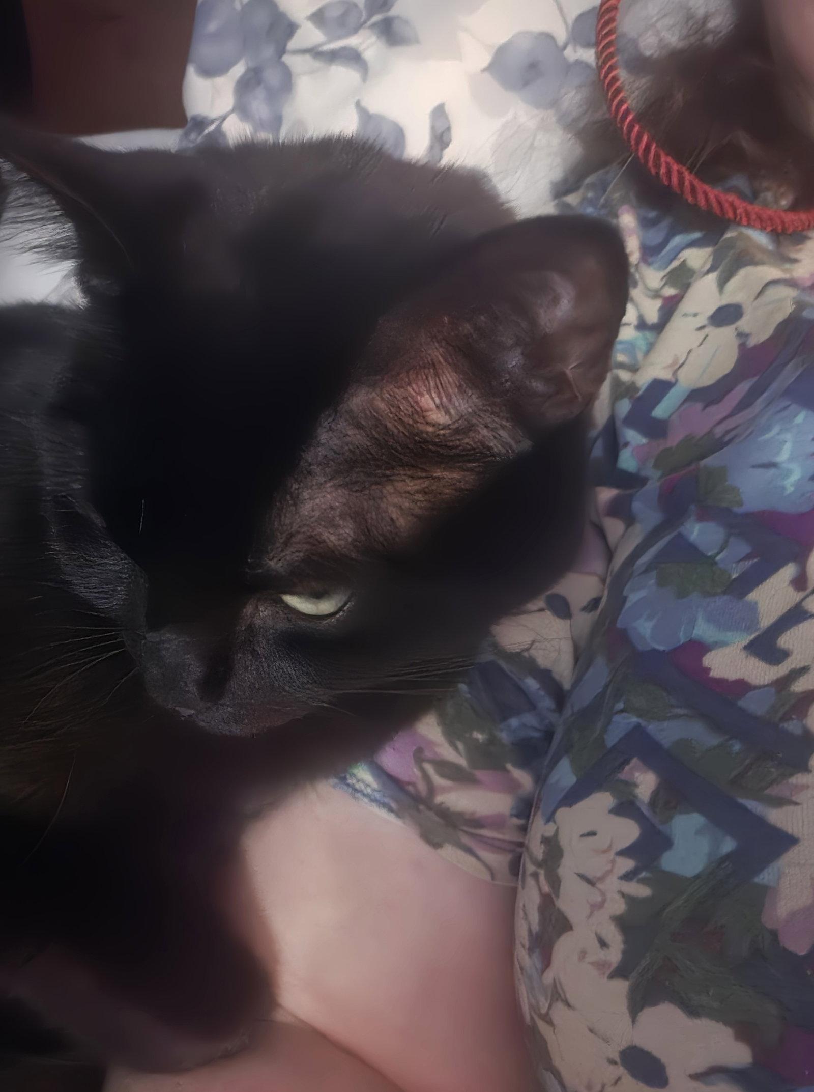 Sheba, Adoptable, Adult Female Domestic Short Hair.