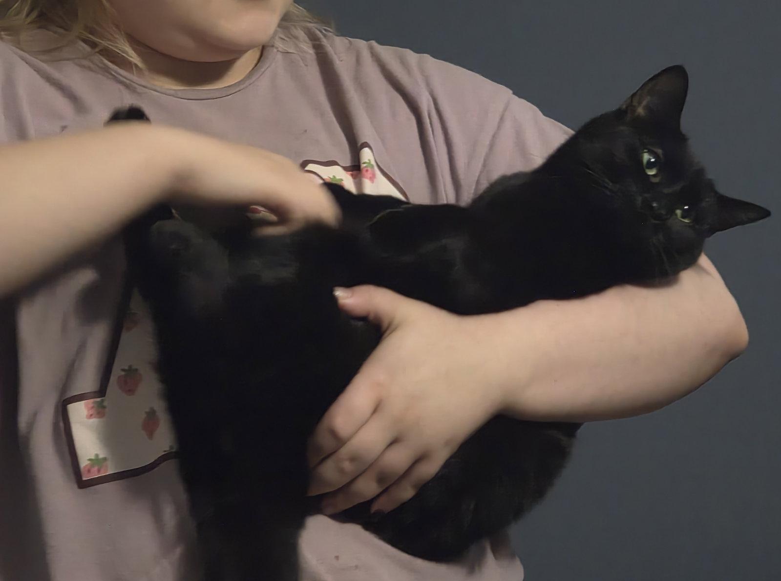 Sheba, a Adoptable Domestic Short Hair in Nashville, TN image 2/3