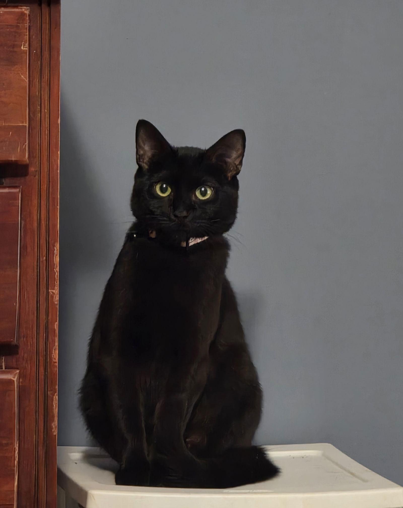 Enlarge Sheba, a Adoptable Domestic Short Hair in Nashville, TN image 2/3