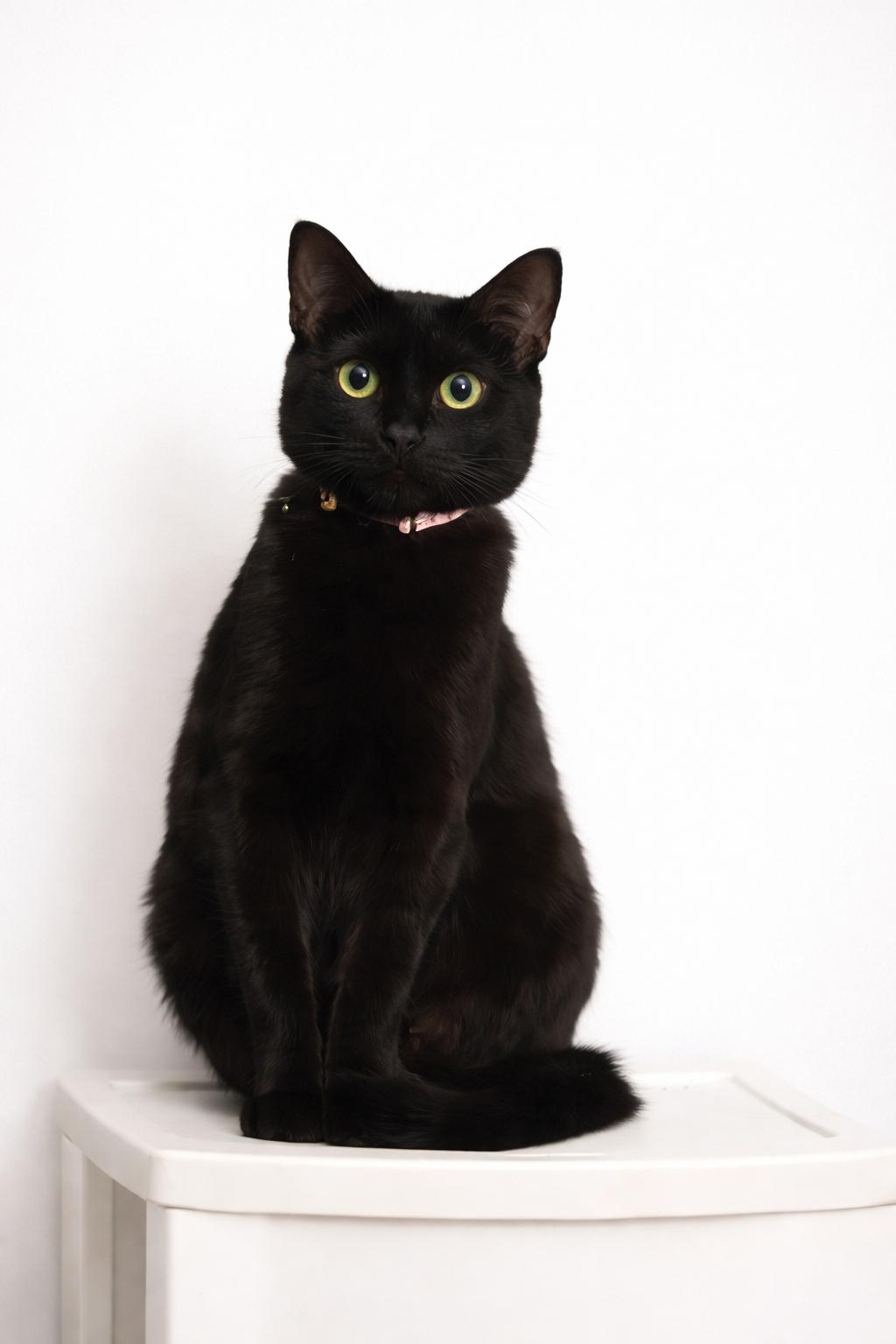 Enlarge Sheba, a Adoptable Domestic Short Hair in Nashville, TN image 3/3