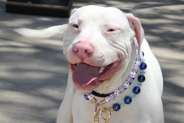 Poe, Adoptable, Young Male Mixed Breed.