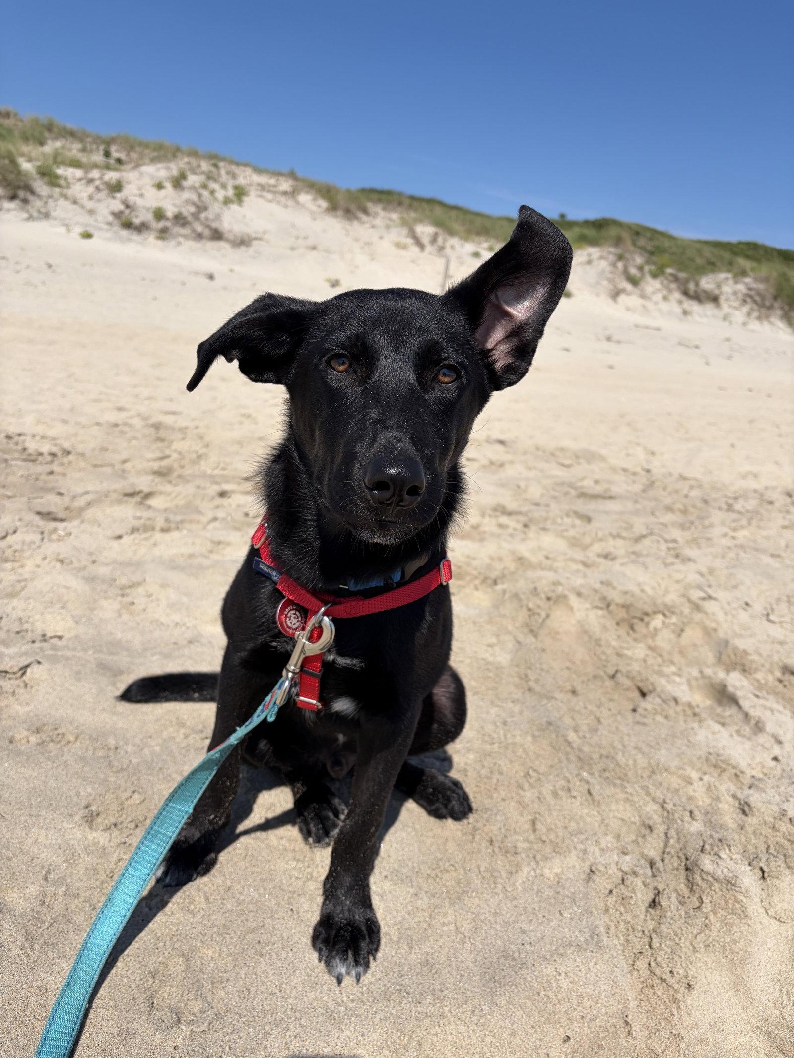 Homer Simp *LOCAL*, a Adoptable mixed breed in Wakefield, RI image 1/3