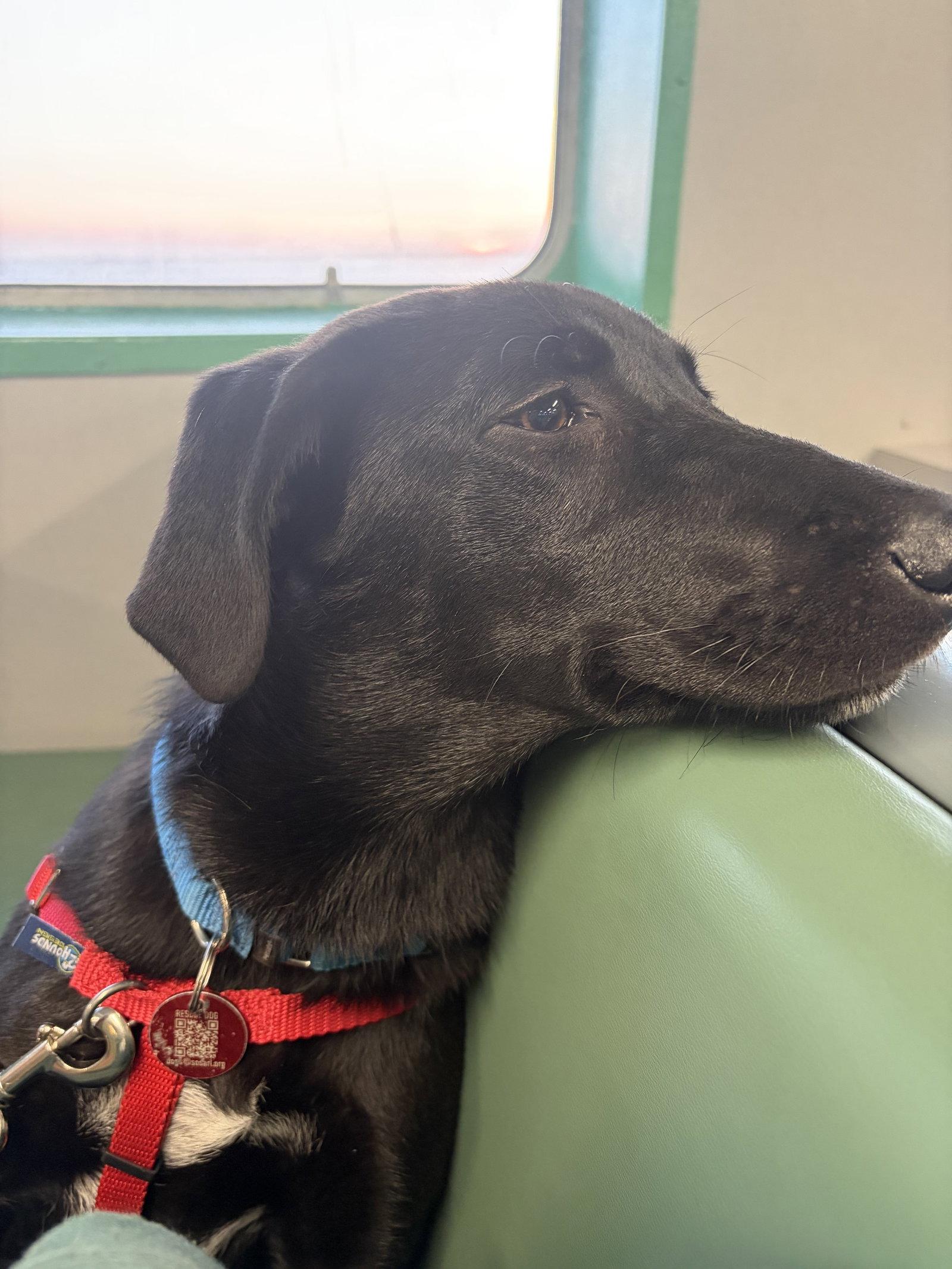 Homer Simp *LOCAL*, a Adoptable mixed breed in Wakefield, RI image 2/3