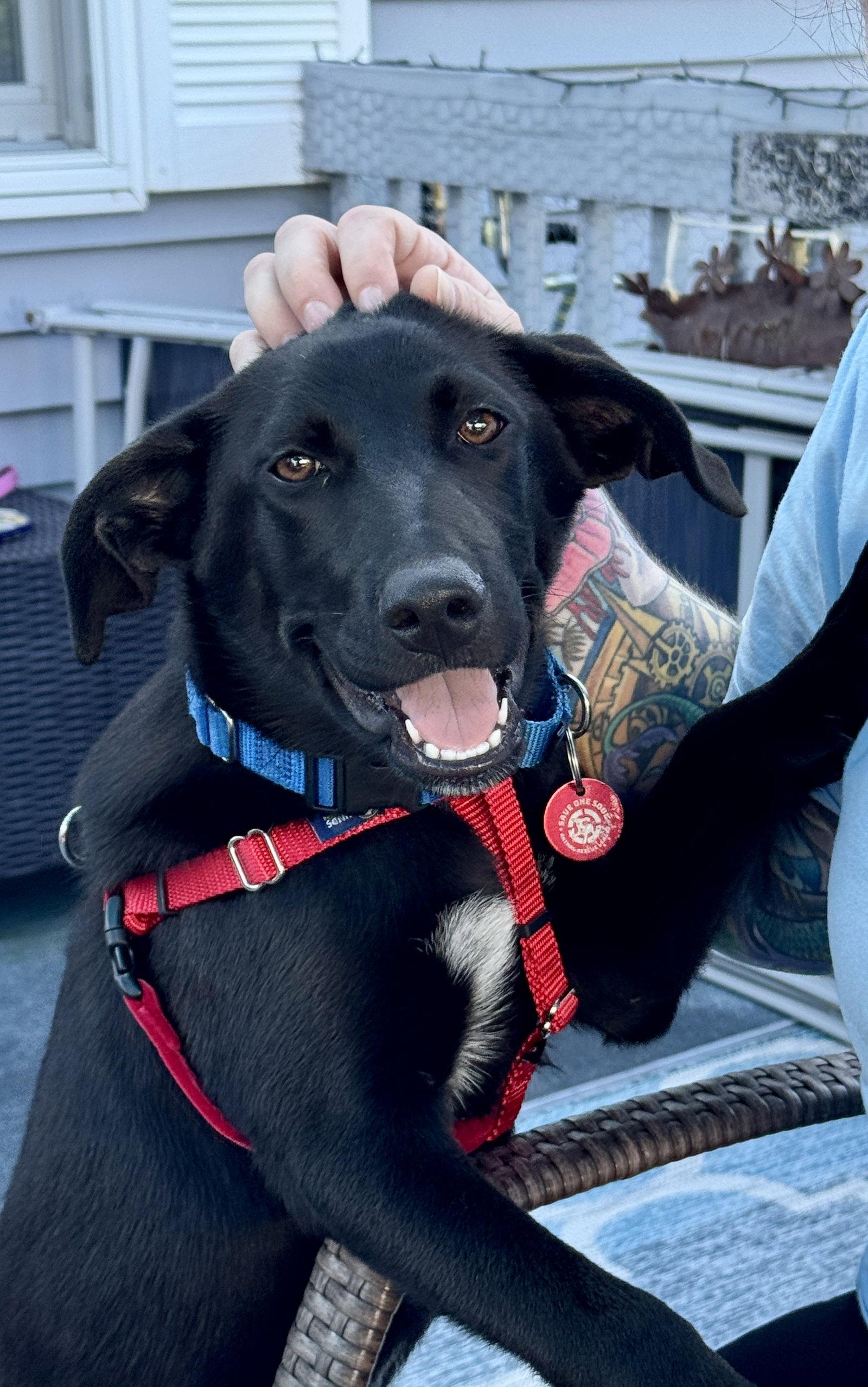 Homer Simp *LOCAL*, a Adoptable mixed breed in Wakefield, RI image 3/3