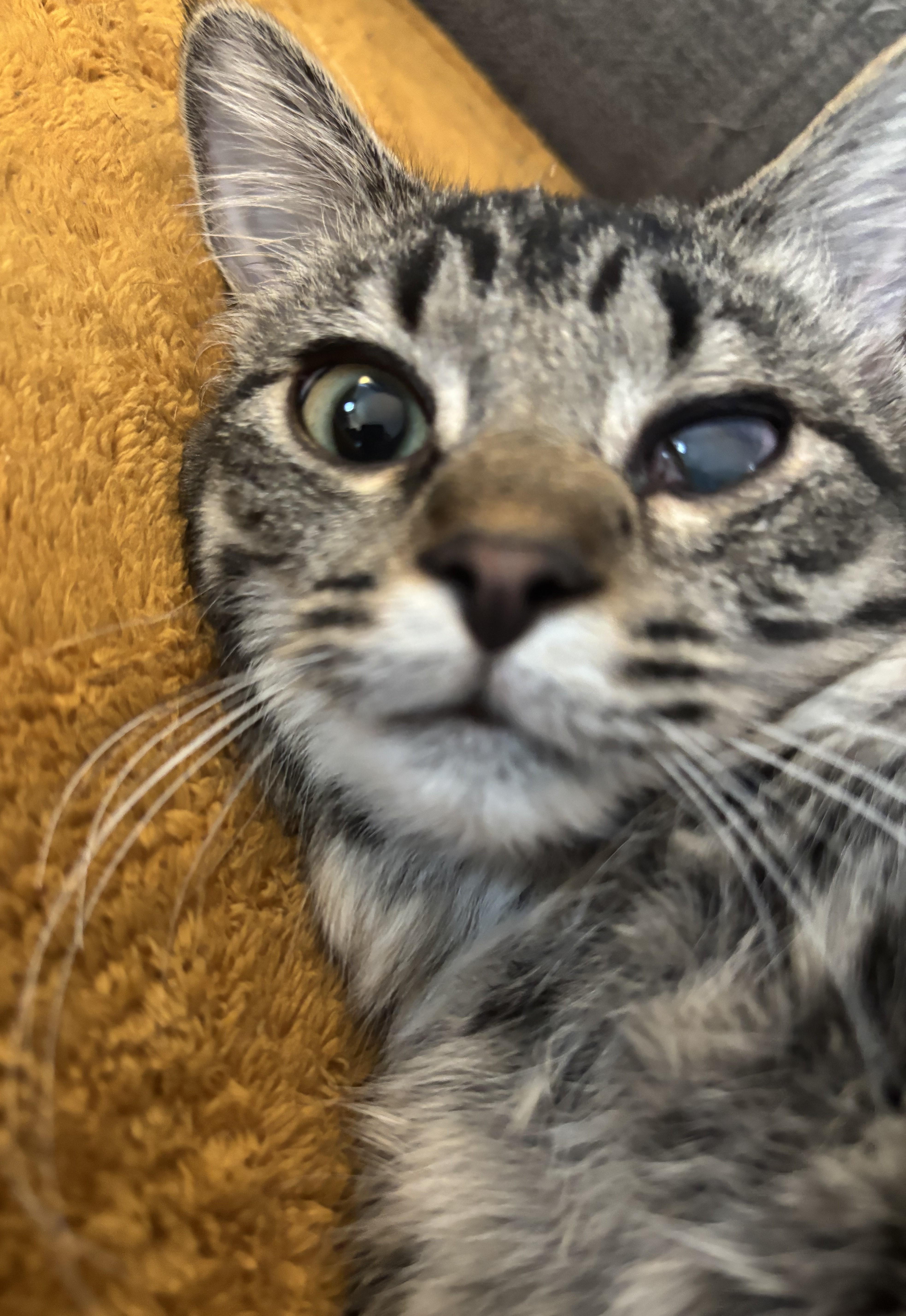 Enlarge Rosebud, a Adoptable mixed breed in Lombard, IL image 3/5