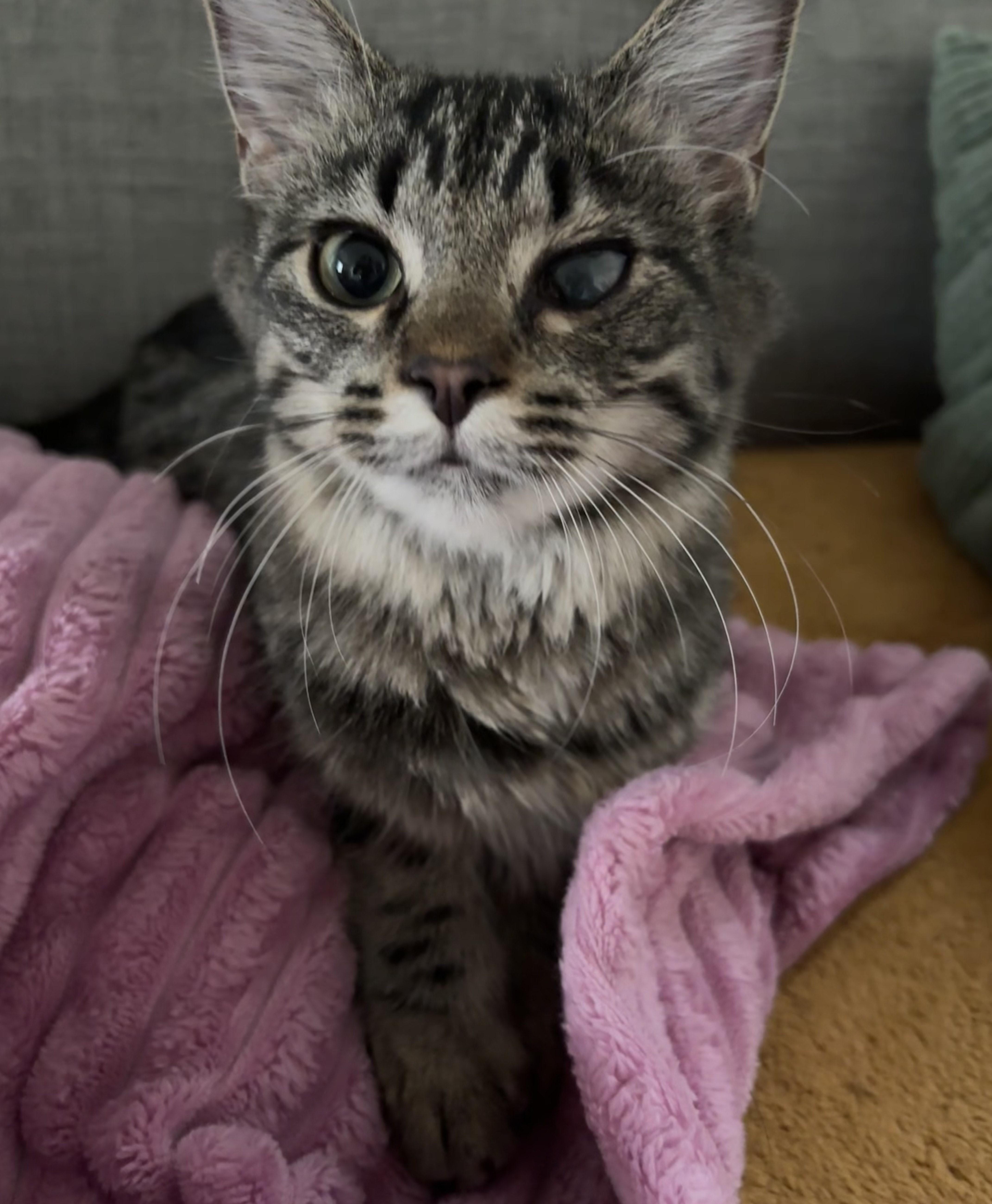 Enlarge Rosebud, a Adoptable mixed breed in Lombard, IL image 4/5
