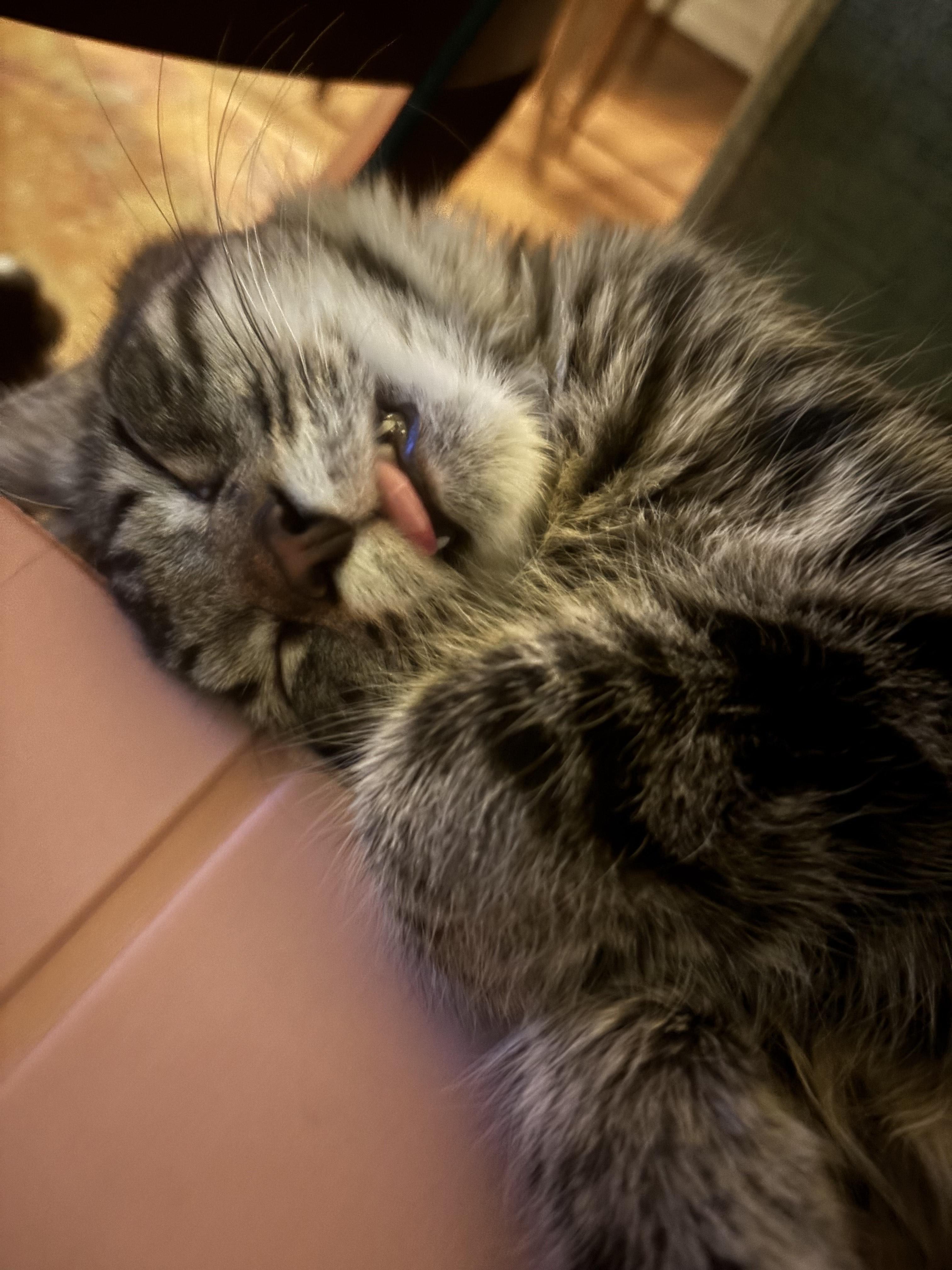 Enlarge Rosebud, a Adoptable mixed breed in Lombard, IL image 5/5