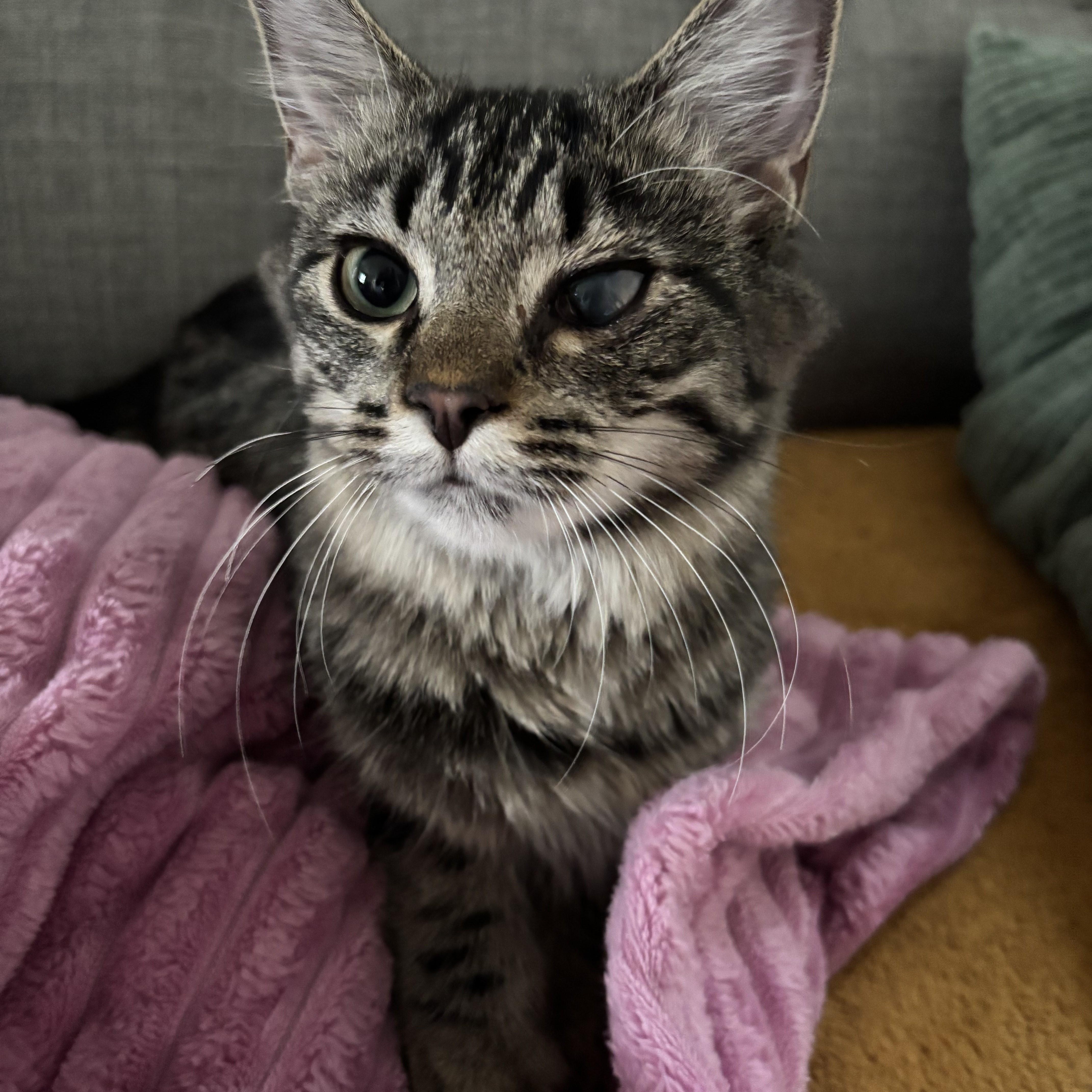 Enlarge Rosebud, a Adoptable mixed breed in Lombard, IL image 1/5