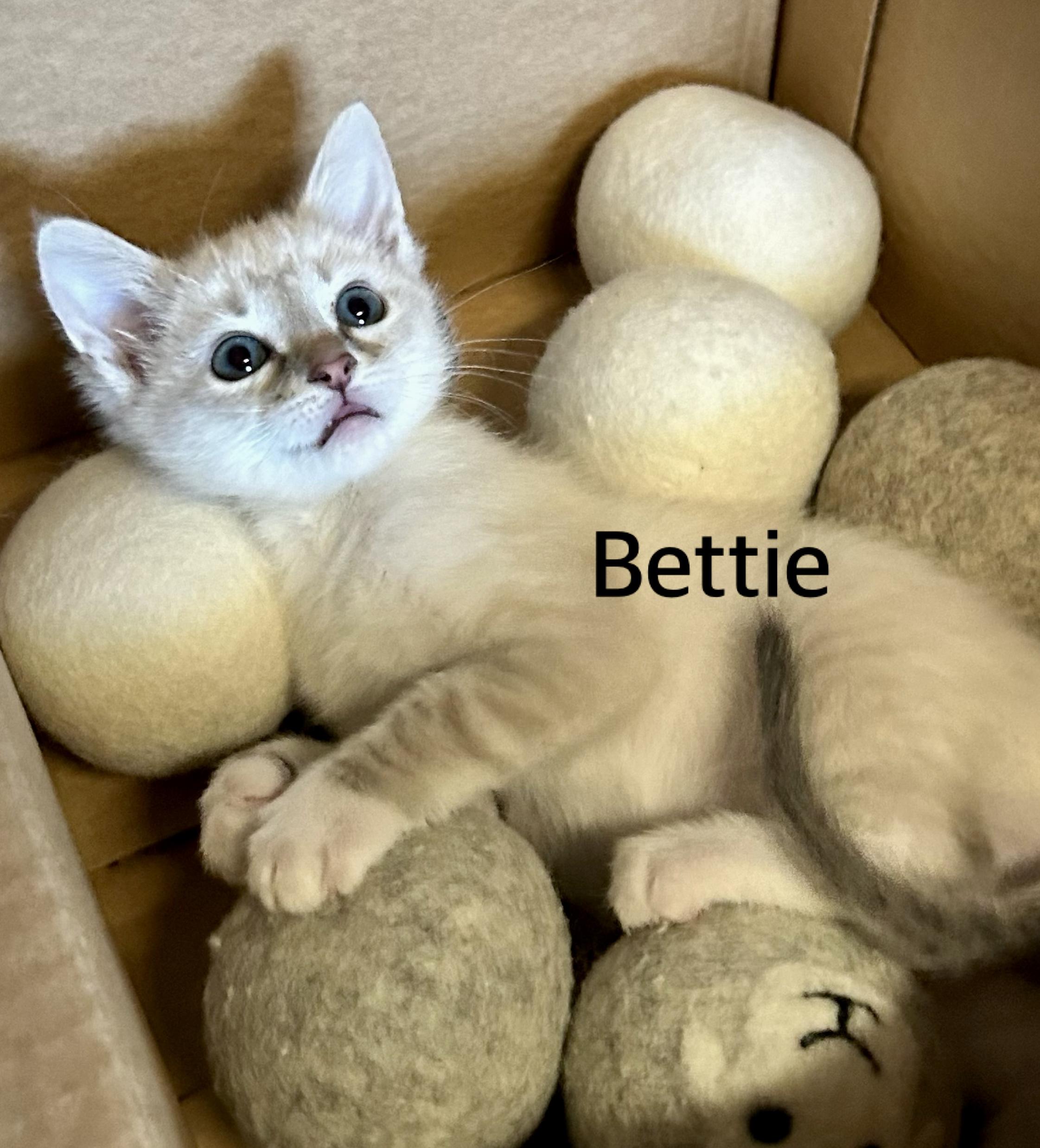 Bettie, ADOPTABLE, Kitten Female Siamese & Domestic Short Hair.