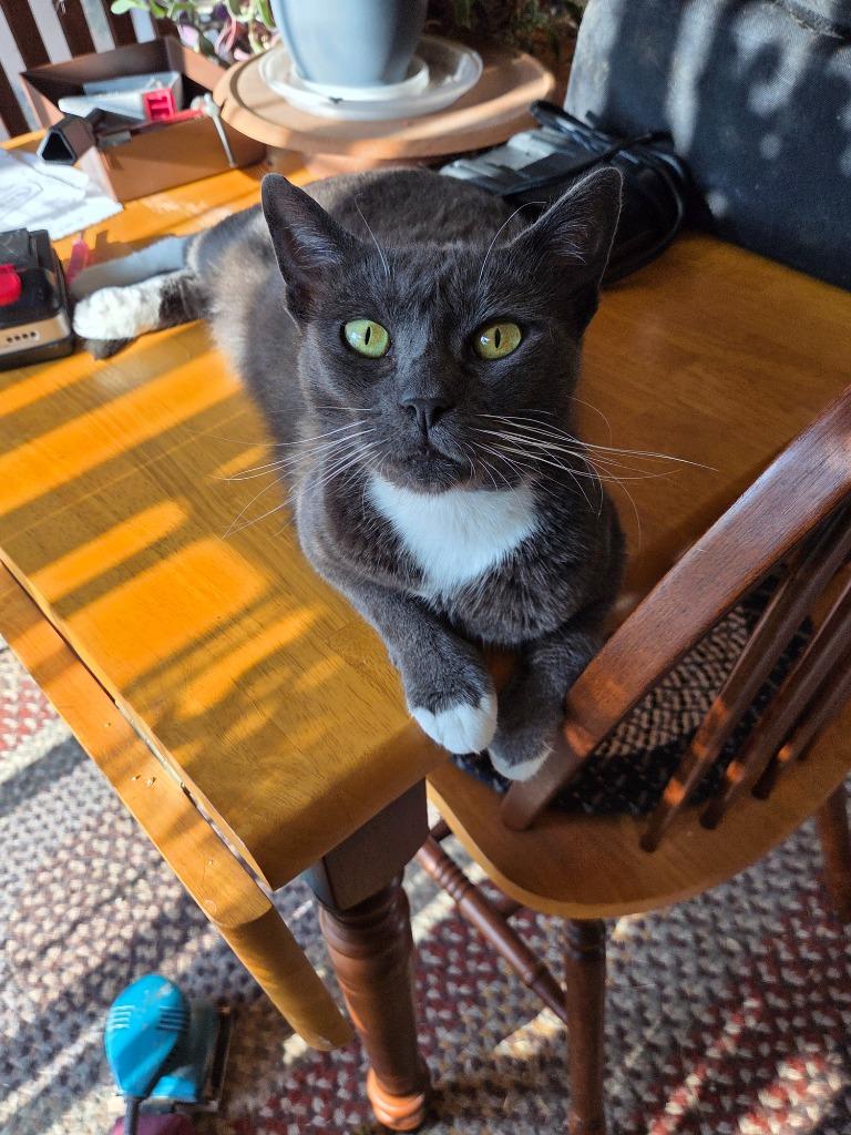 Ruthie Ginsburg, Adoptable, Young Female Domestic Short Hair.