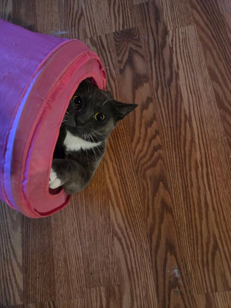 Ruthie Ginsburg, Adoptable, Young Female Domestic Short Hair.