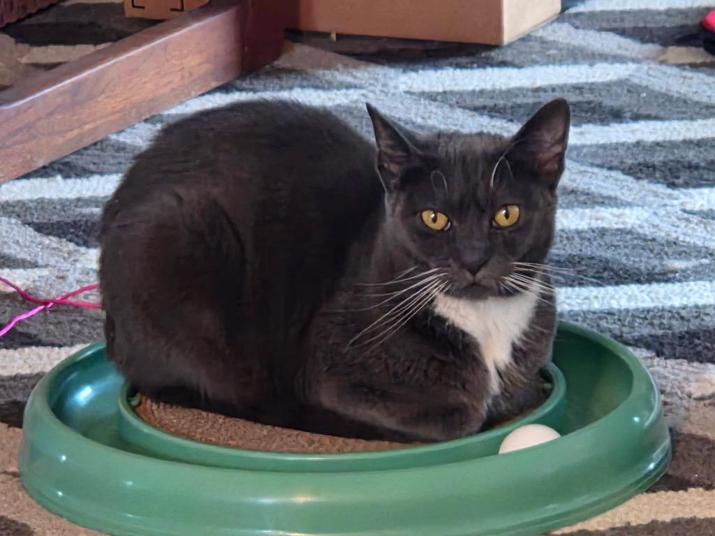 Enlarge Ruthie Ginsburg, a Adoptable mixed breed in Pawtucket, RI image 2/6