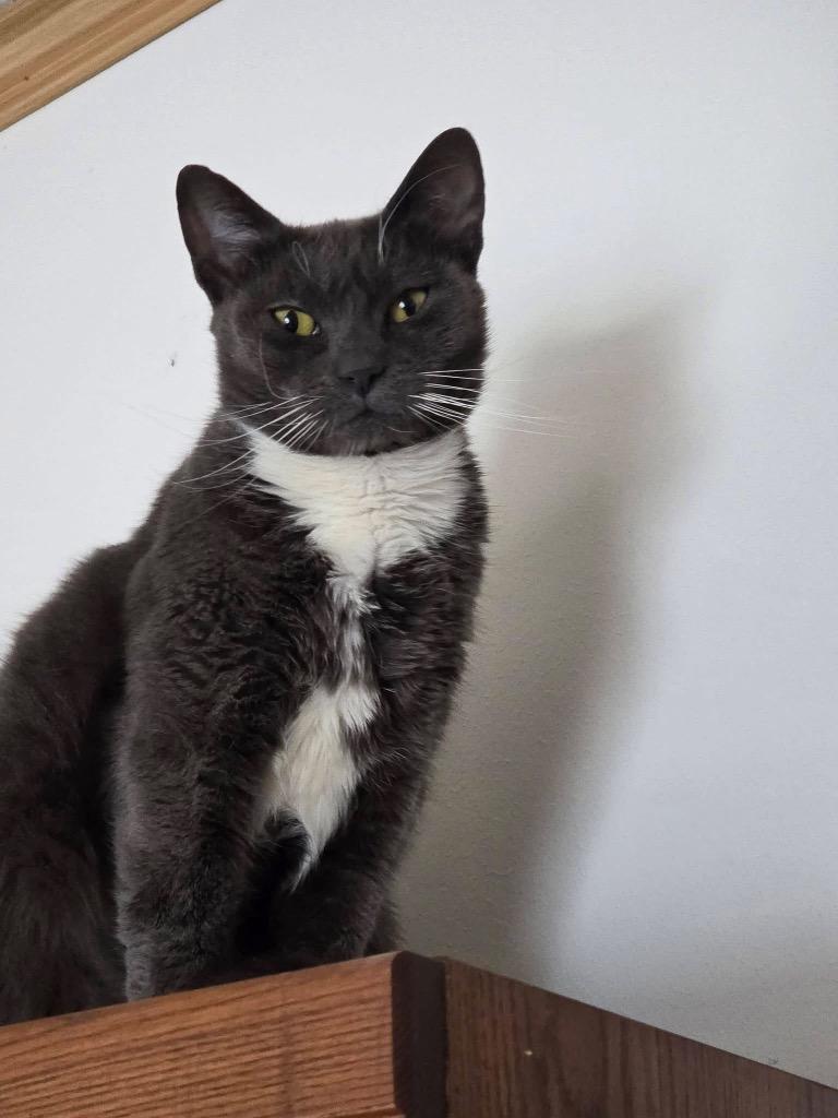 Enlarge Ruthie Ginsburg, a Adoptable mixed breed in Pawtucket, RI image 3/6