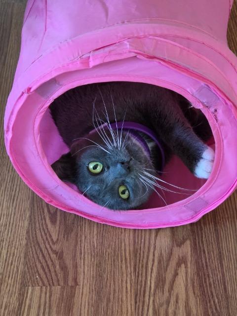 Enlarge Ruthie Ginsburg, a Adoptable mixed breed in Pawtucket, RI image 4/6