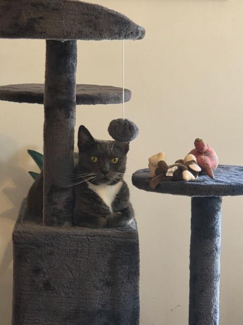 Enlarge Ruthie Ginsburg, a Adoptable mixed breed in Pawtucket, RI image 5/6