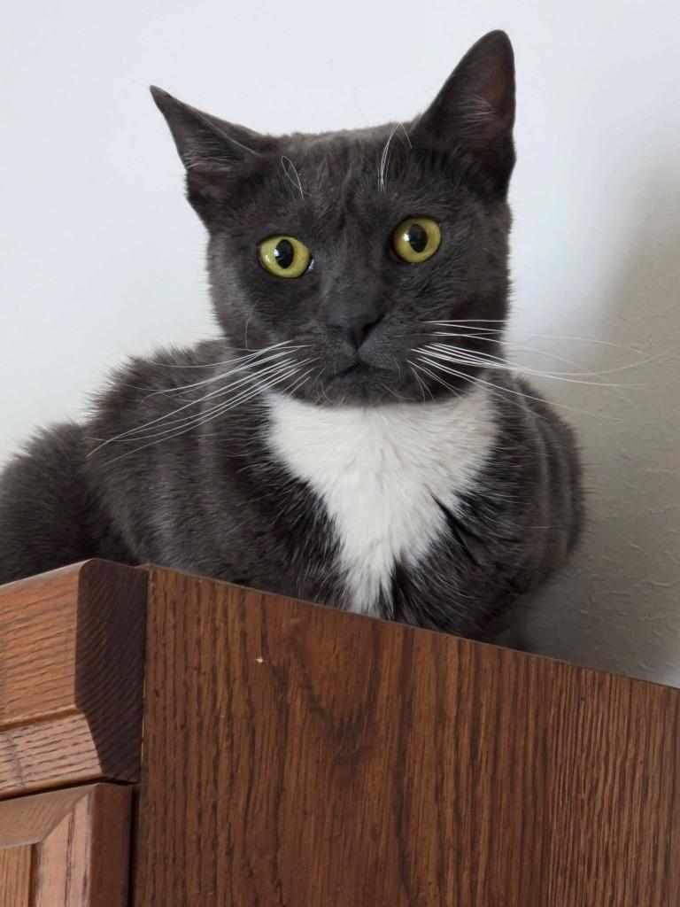 Enlarge Ruthie Ginsburg, a Adoptable mixed breed in Pawtucket, RI image 6/6