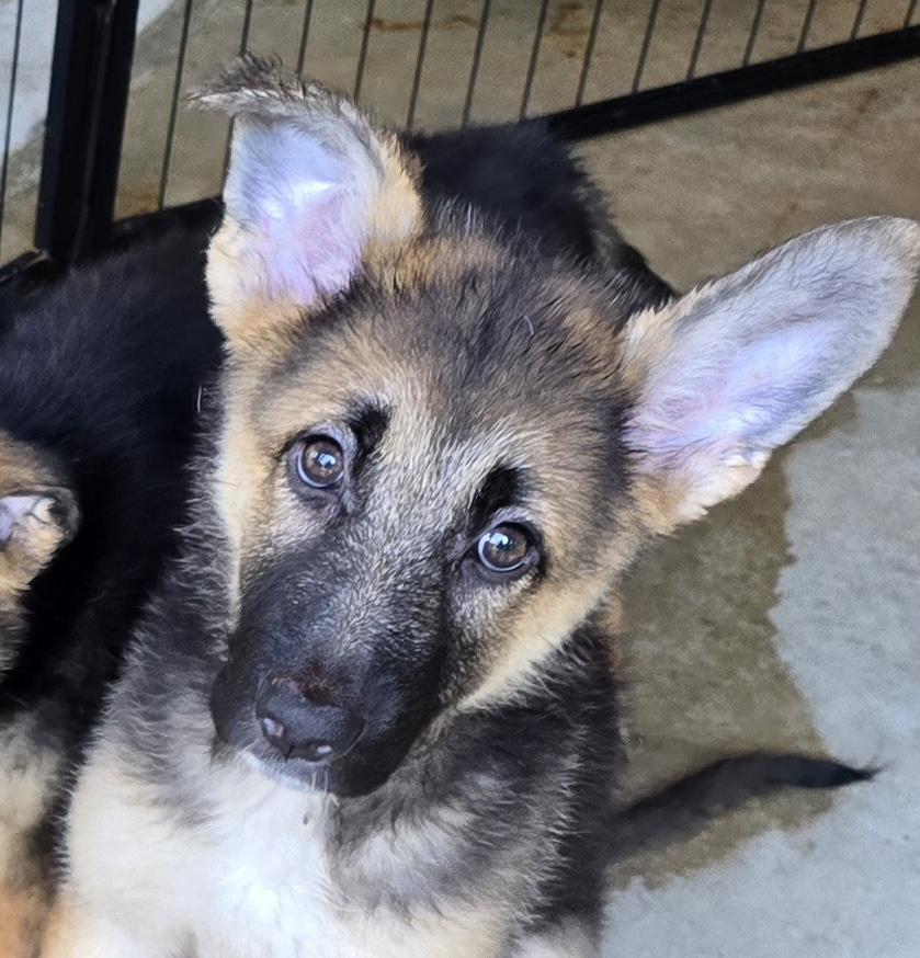 Enlarge Gretchen, an adopted German Shepherd Dog in Parma, OH image 1/1