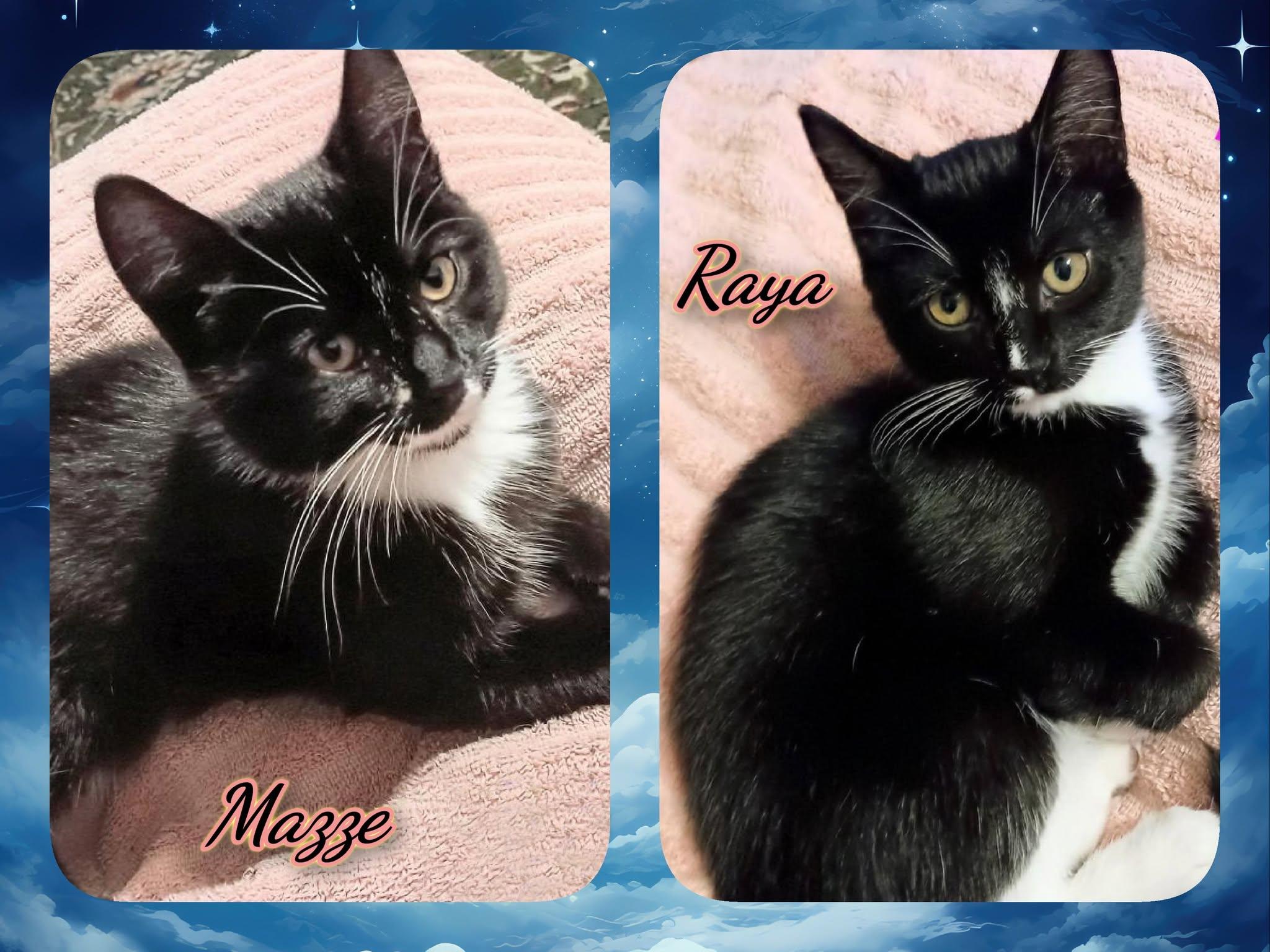 MAZEE & RAYA, ADOPTABLE, Kitten Female Domestic Short Hair.