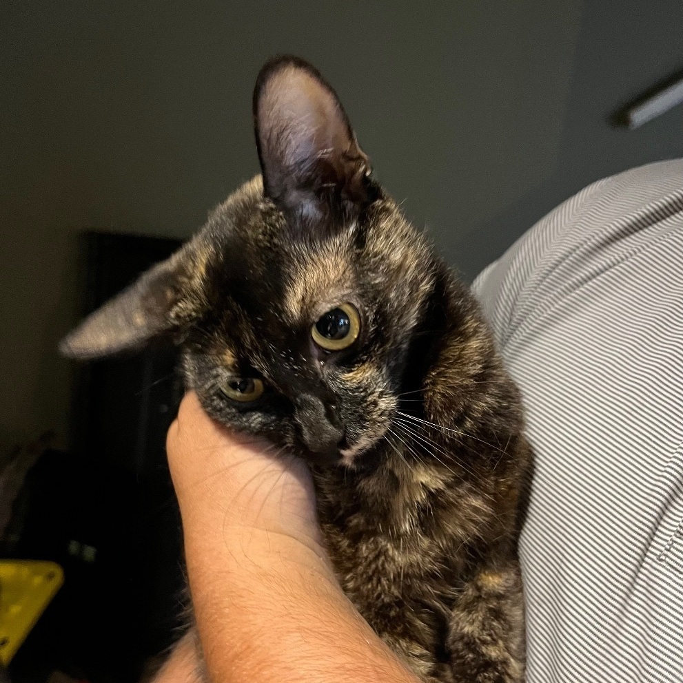 Enlarge Lily, a Adopted Tortoiseshell image 1/1