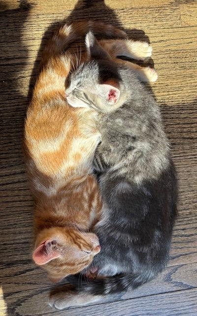 Kyle KITTEN, Adopted, Kitten Male Domestic Short Hair.