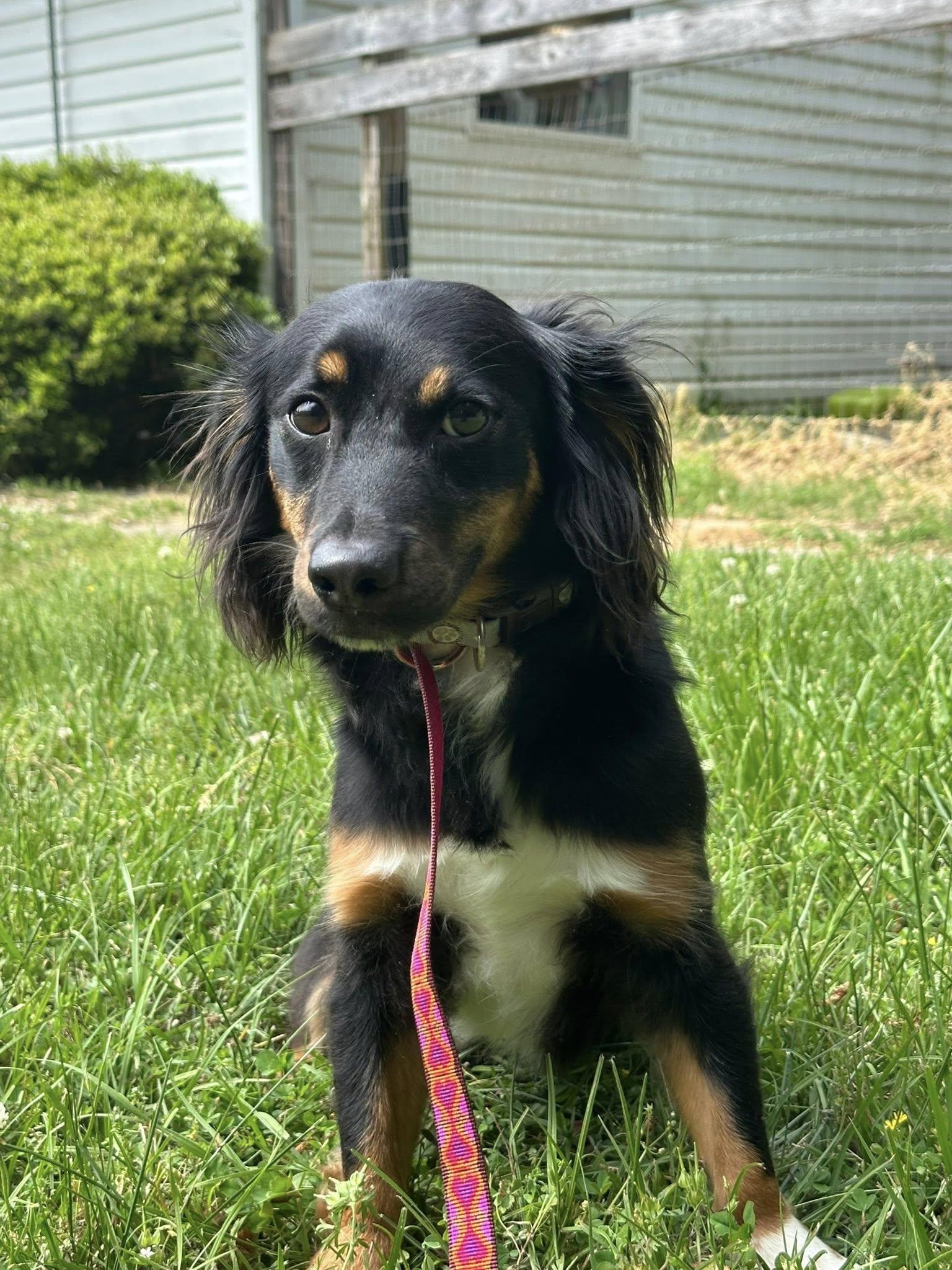Storm, Young Male Terrier