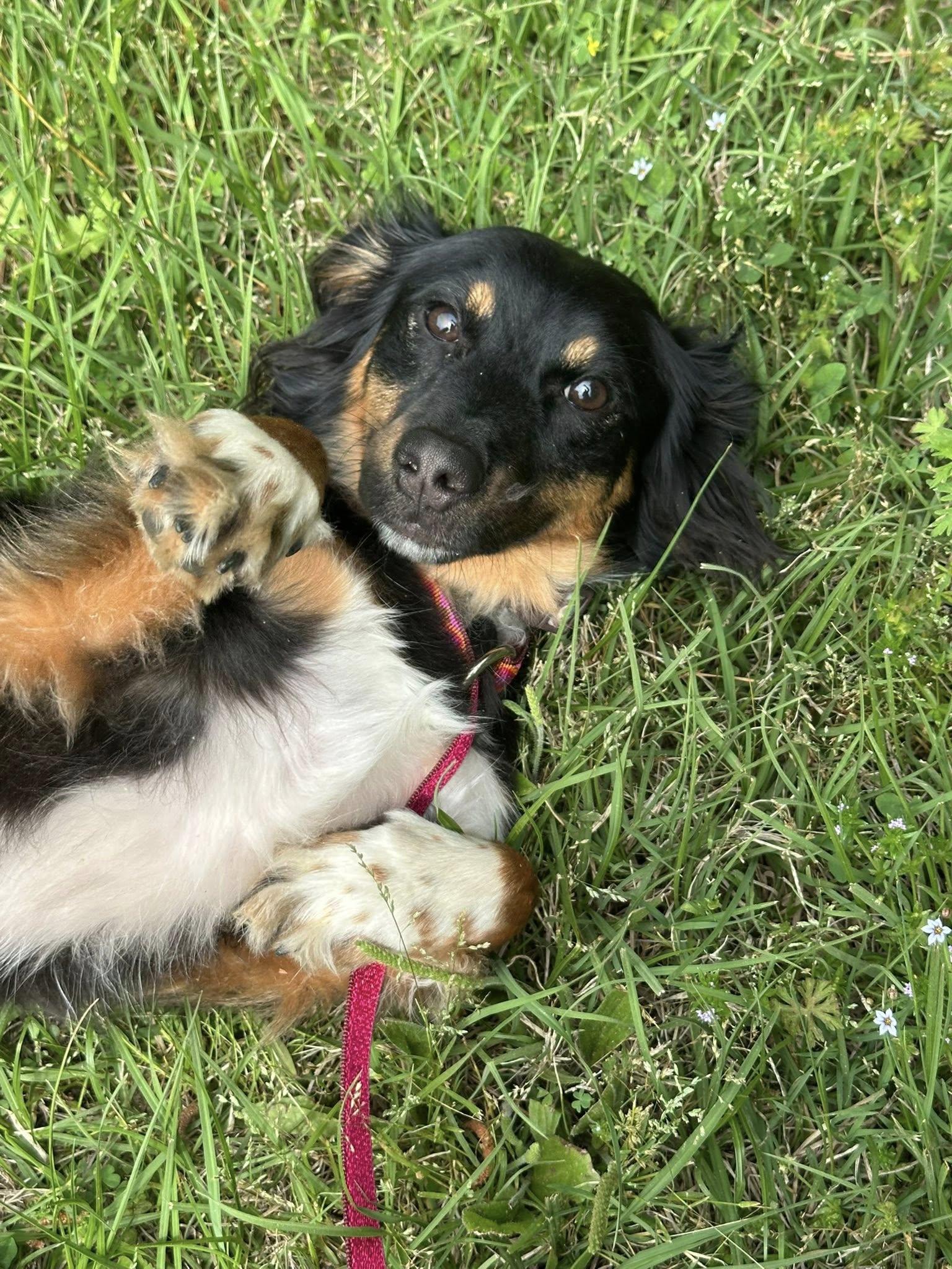 Storm, an adopted mixed breed in Siler City, NC image 2/2