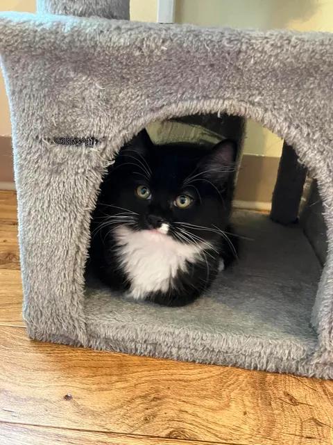 Enlarge Puff, an adopted Domestic Long Hair in Arthurette, NB image 1/1