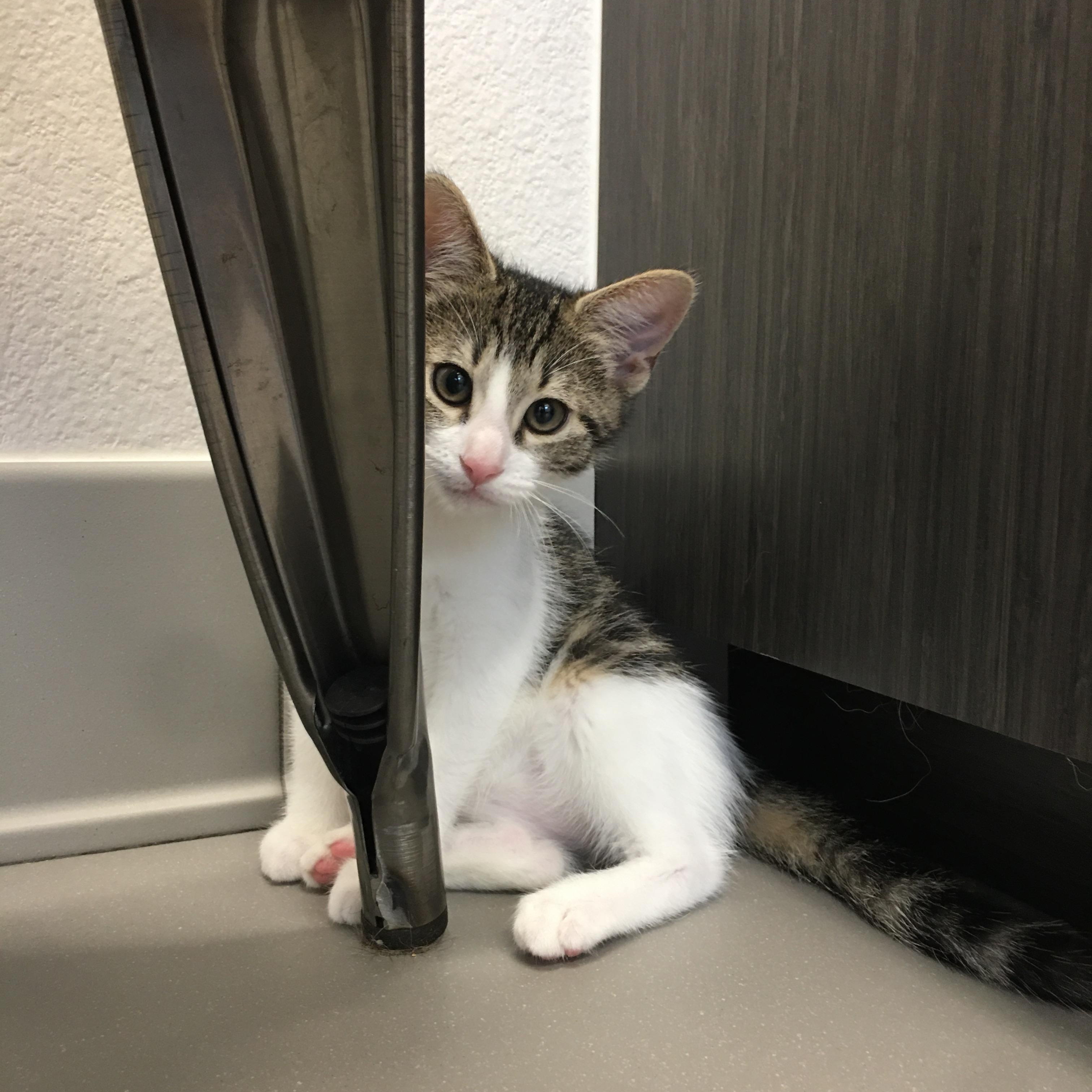 Peter, a Adoptable Domestic Short Hair in Greenville, TX image 2/2