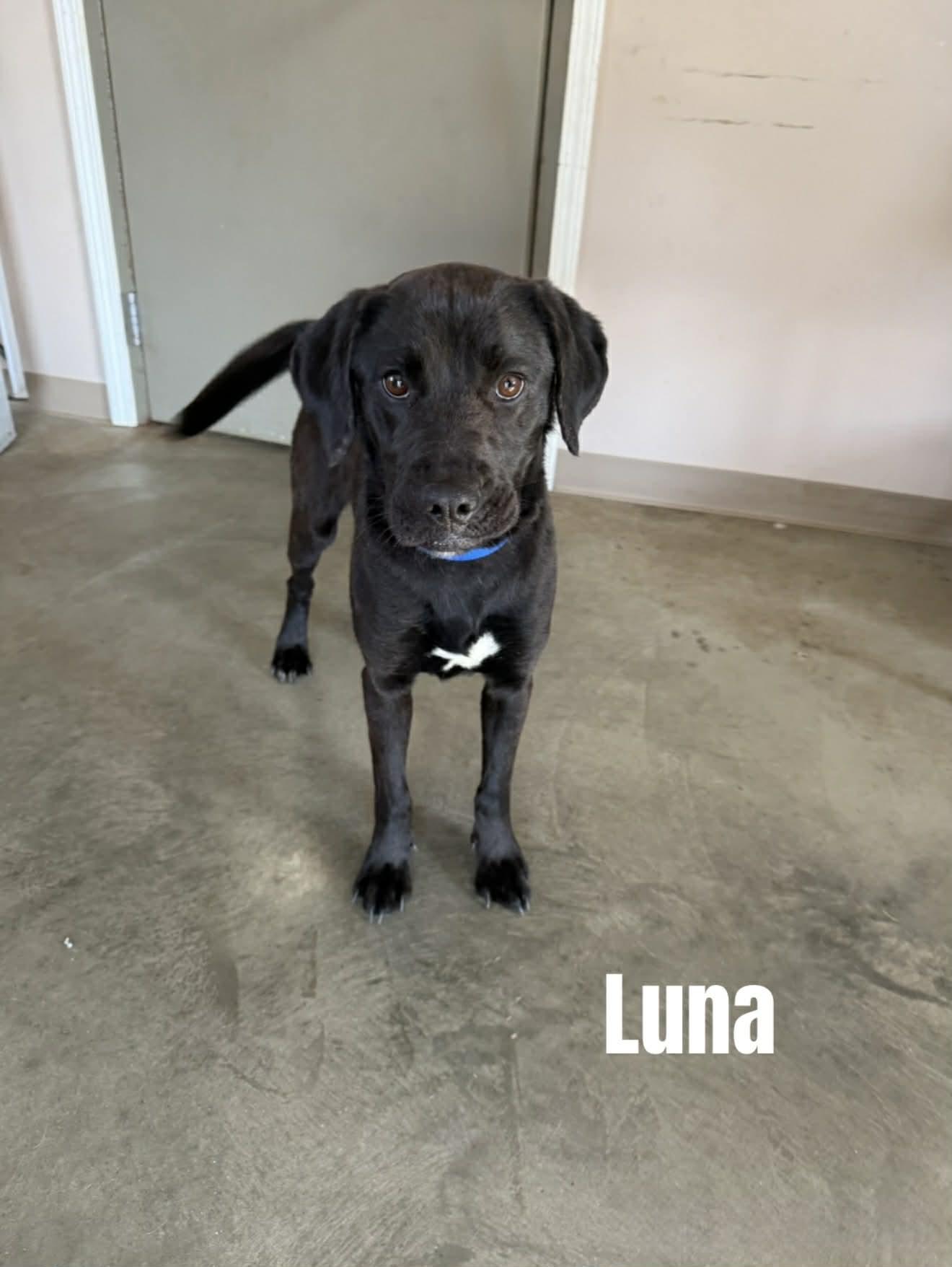 Enlarge Luna, a ADOPTABLE mixed breed in Quincy, MI image 1/2