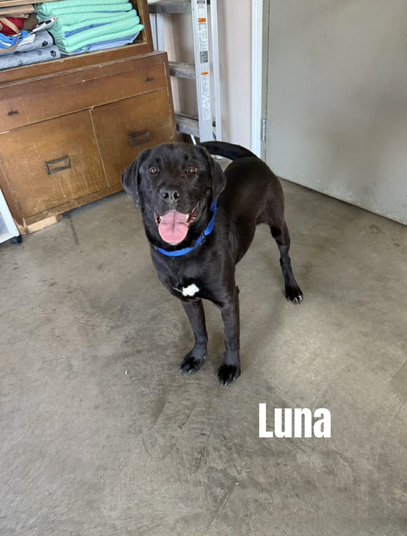 Enlarge Luna, a ADOPTABLE mixed breed in Quincy, MI image 2/2