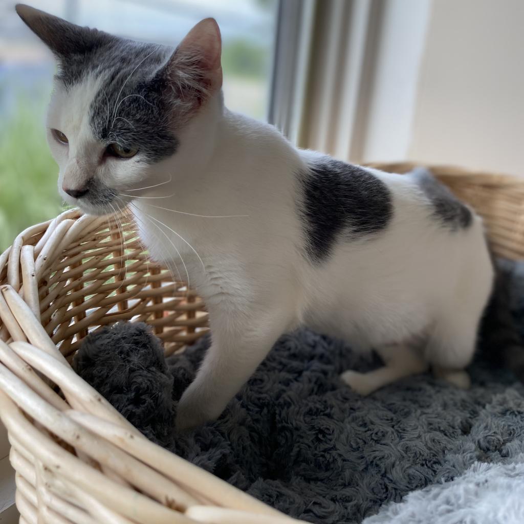 Enlarge Basil, a Adoptable Domestic Short Hair in Manhattan, KS image 1/6