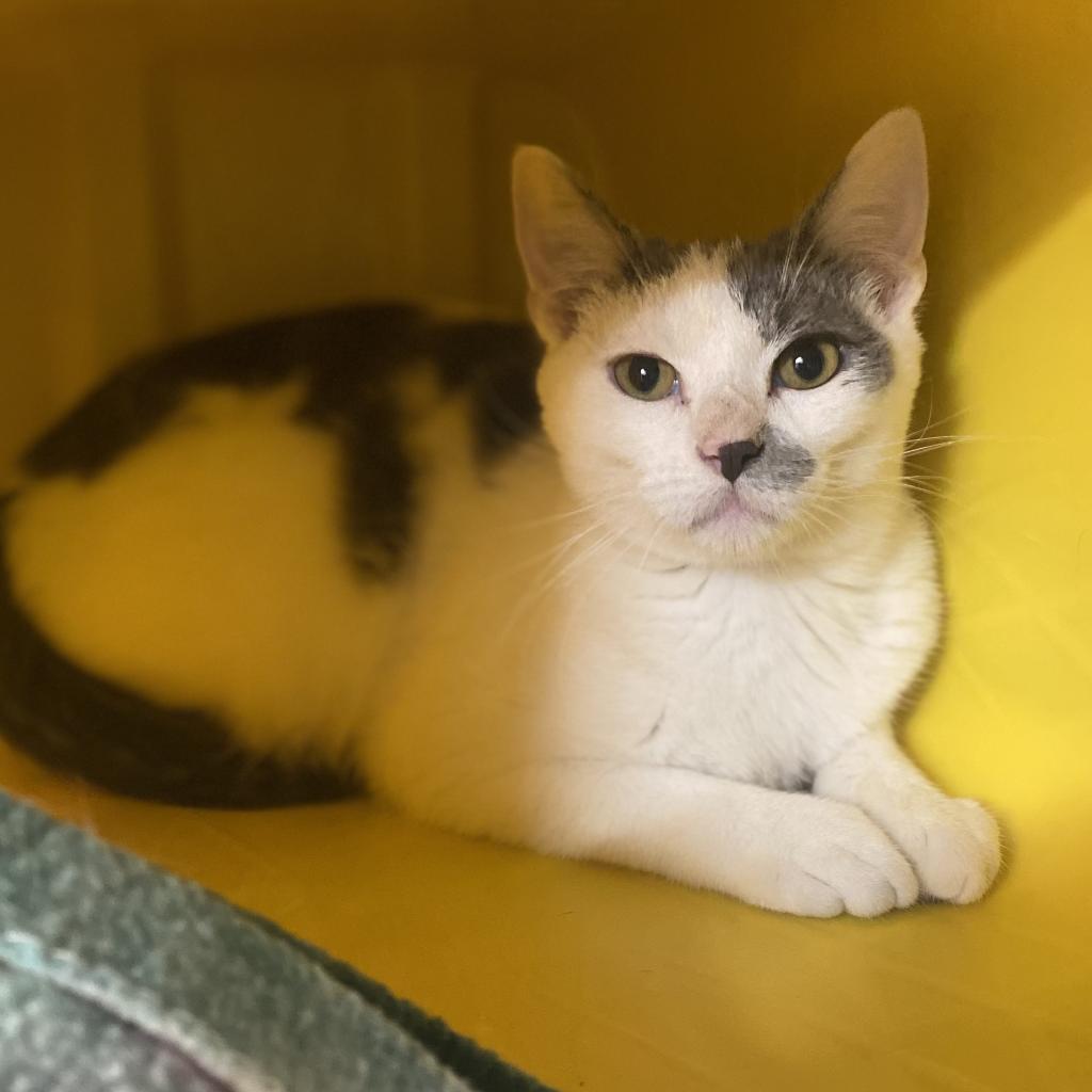 Enlarge Basil, a Adoptable Domestic Short Hair in Manhattan, KS image 2/6