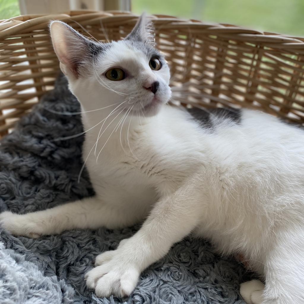 Enlarge Basil, a Adoptable Domestic Short Hair in Manhattan, KS image 3/6