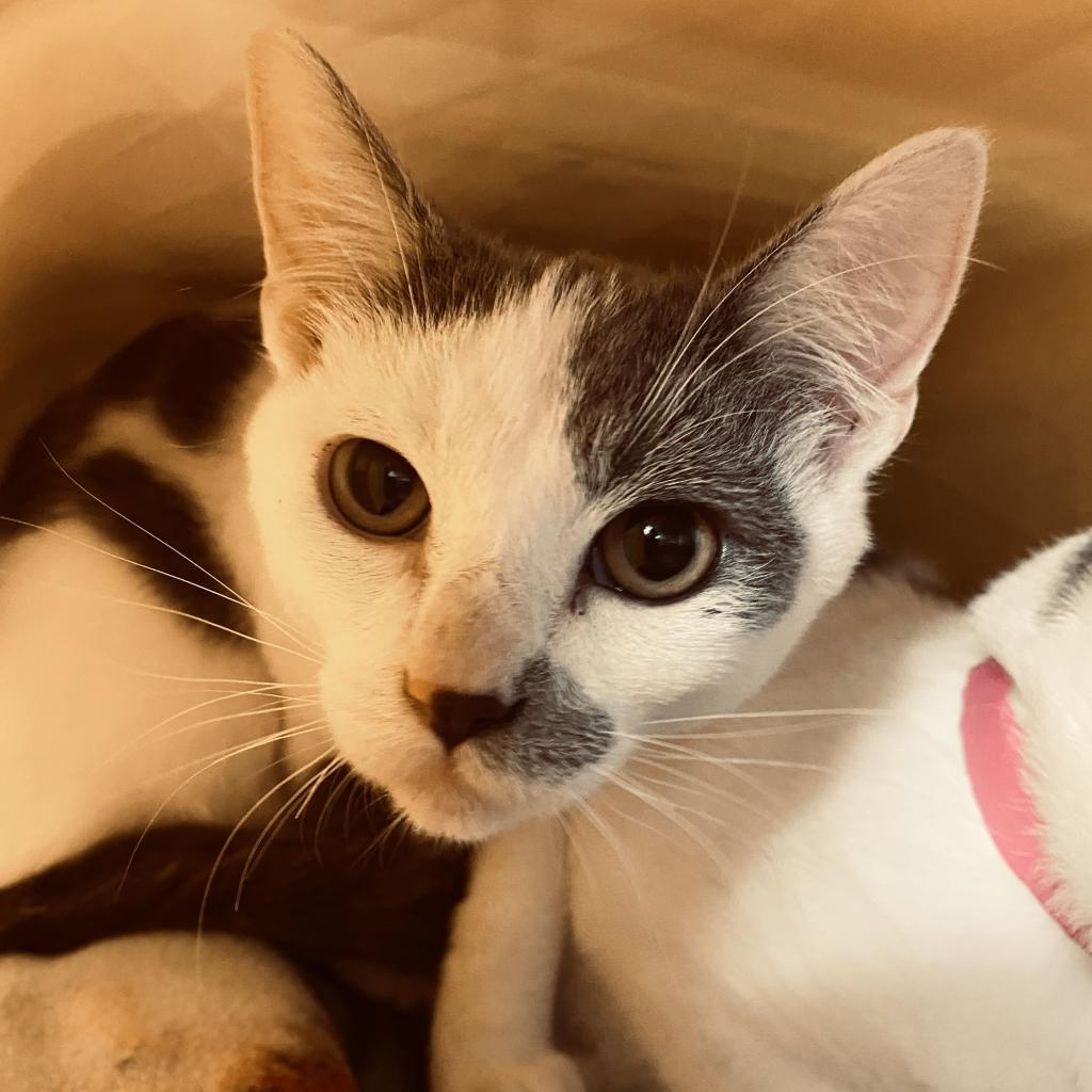 Enlarge Basil, a Adoptable Domestic Short Hair in Manhattan, KS image 4/6