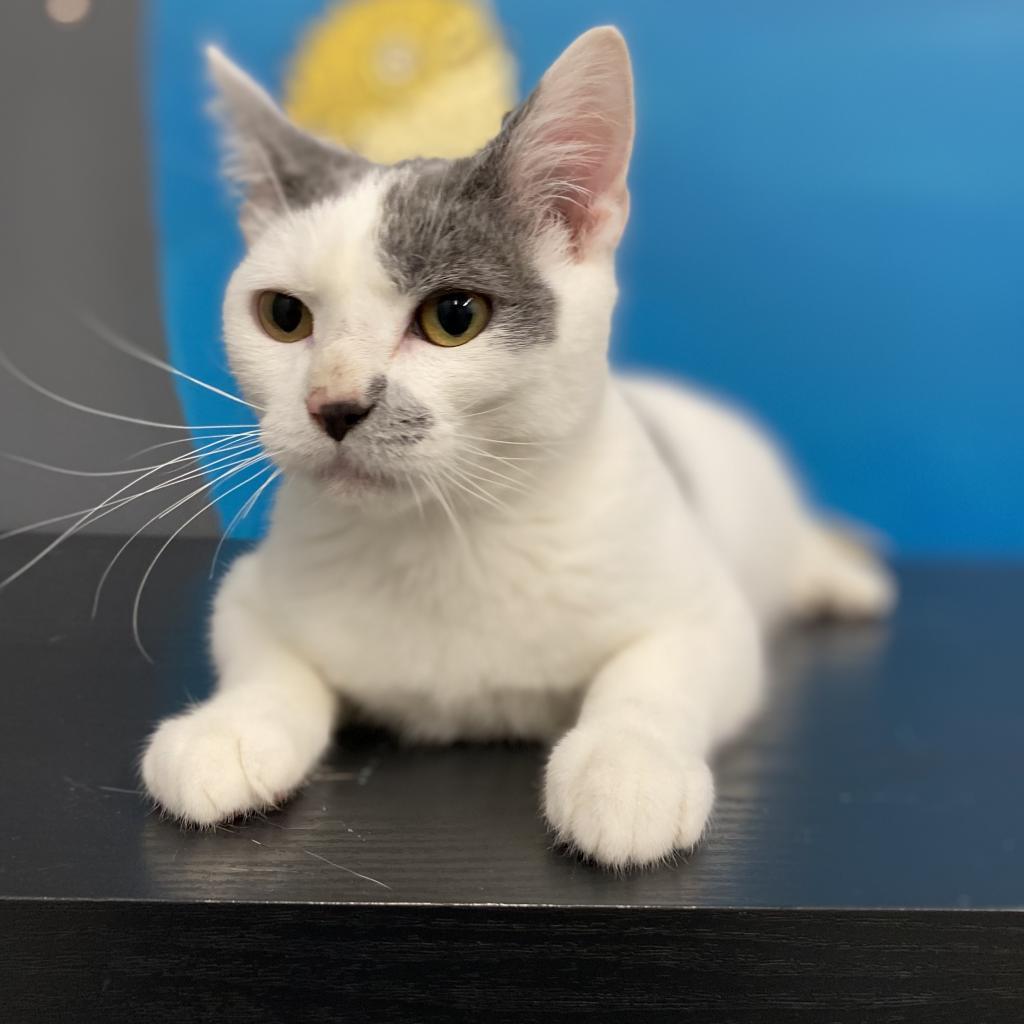 Enlarge Basil, a Adoptable Domestic Short Hair in Manhattan, KS image 5/6