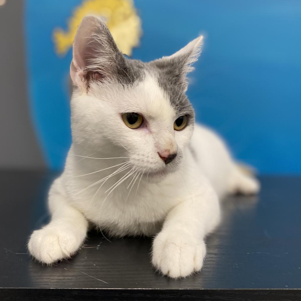 Enlarge Basil, a Adoptable Domestic Short Hair in Manhattan, KS image 6/6
