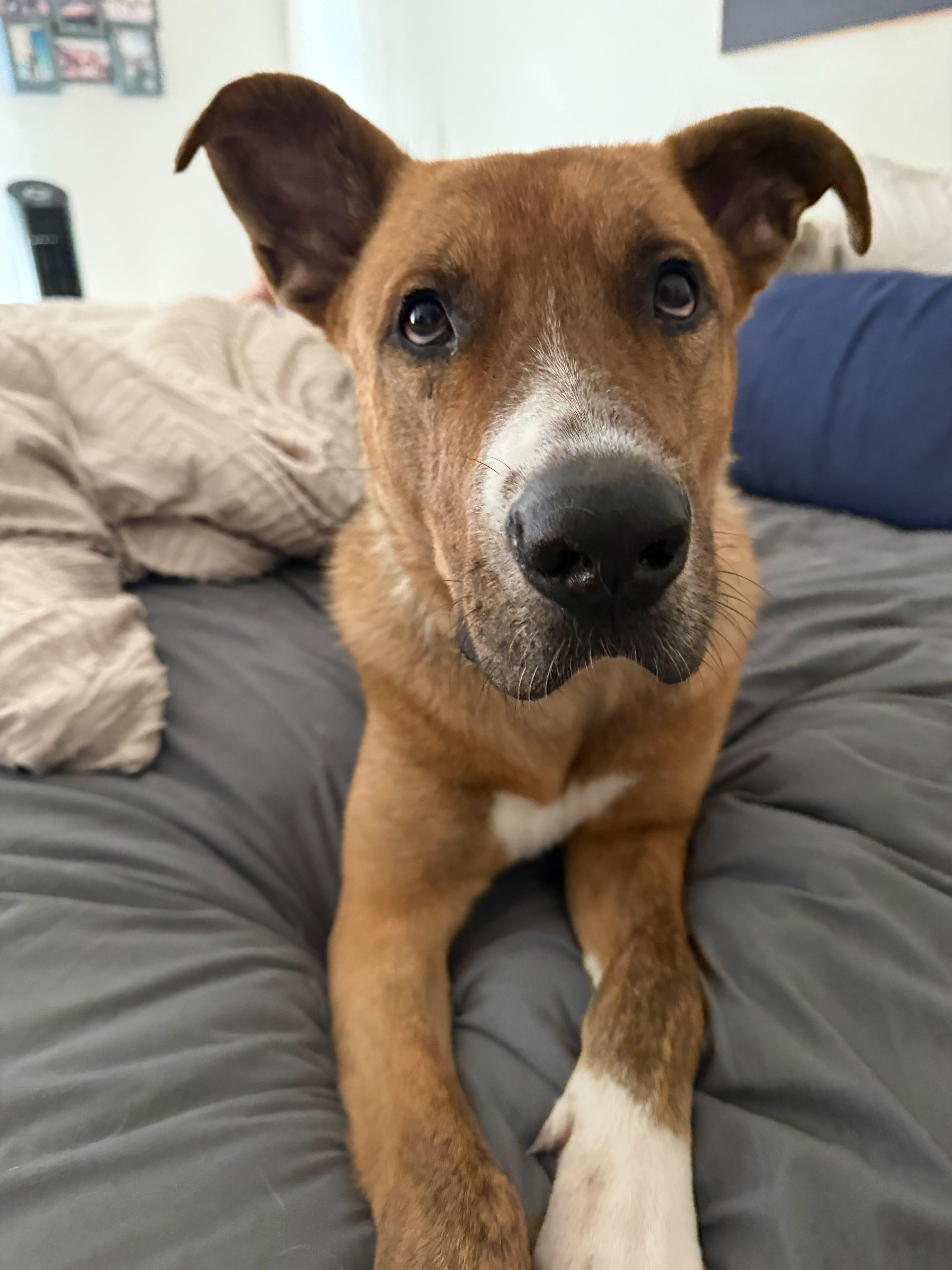 Marvin, Adoptable, Adult Male German Shepherd Dog.
