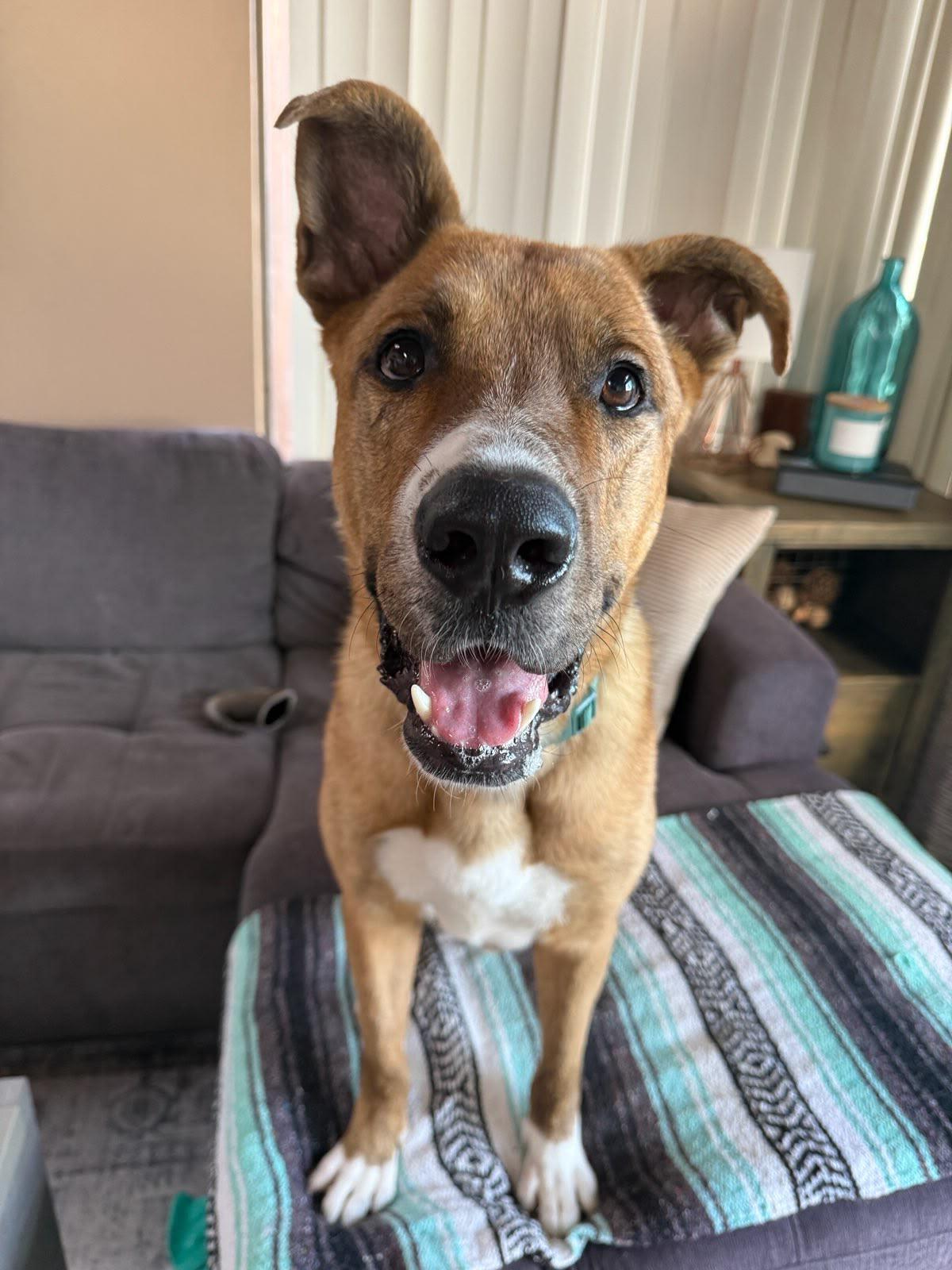 Enlarge Marvin, a Adoptable mixed breed in San Diego, CA image 2/4