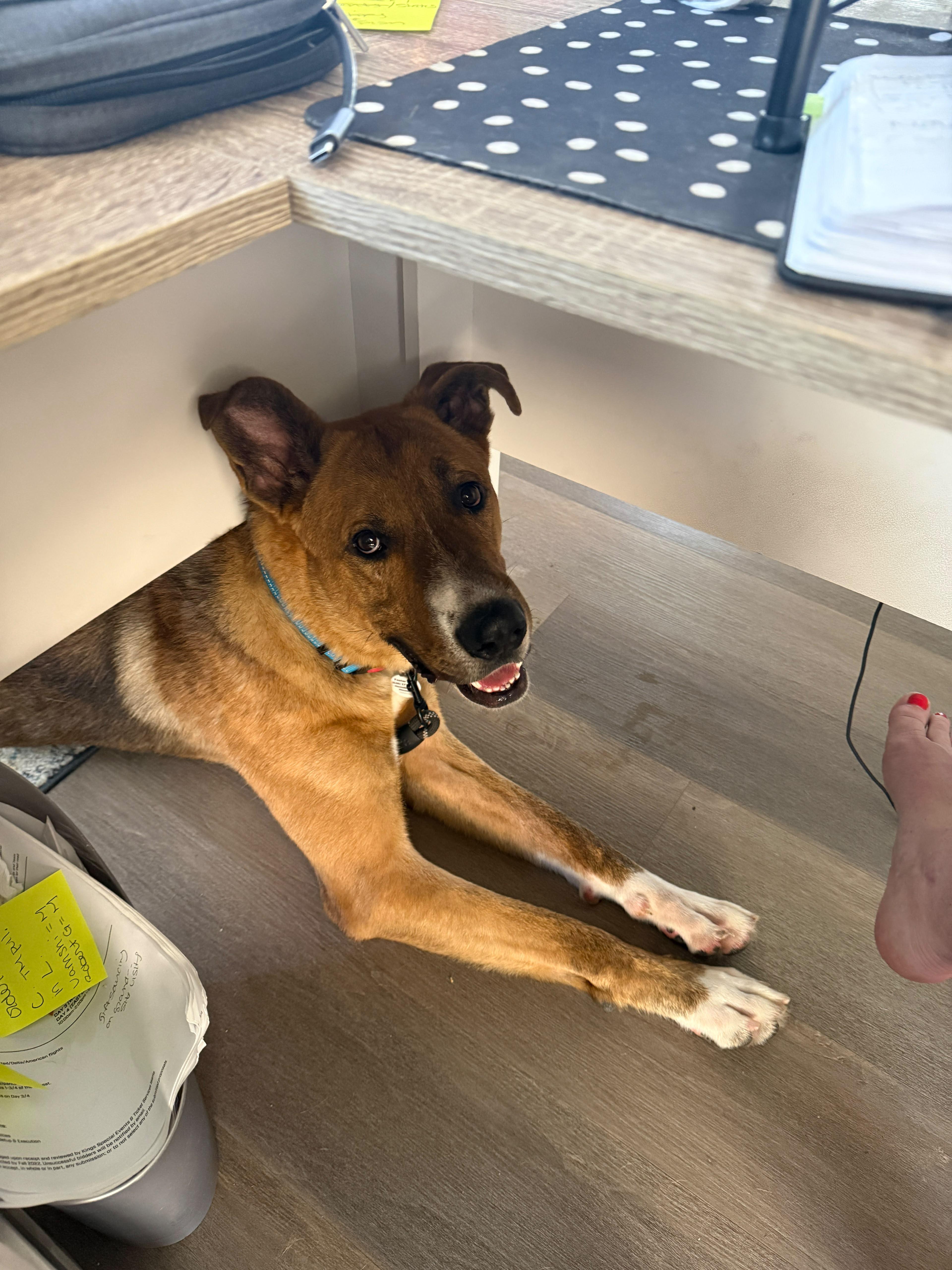 Enlarge Marvin, a Adoptable mixed breed in San Diego, CA image 3/4
