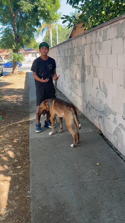 Enlarge Marvin, a Adoptable mixed breed in San Diego, CA video 4/4