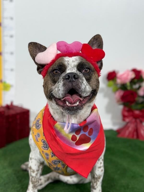 Popsicle-One of our Amazing Rescue Dogs, Adoptable, Young Male French Bulldog & Boston Terrier.