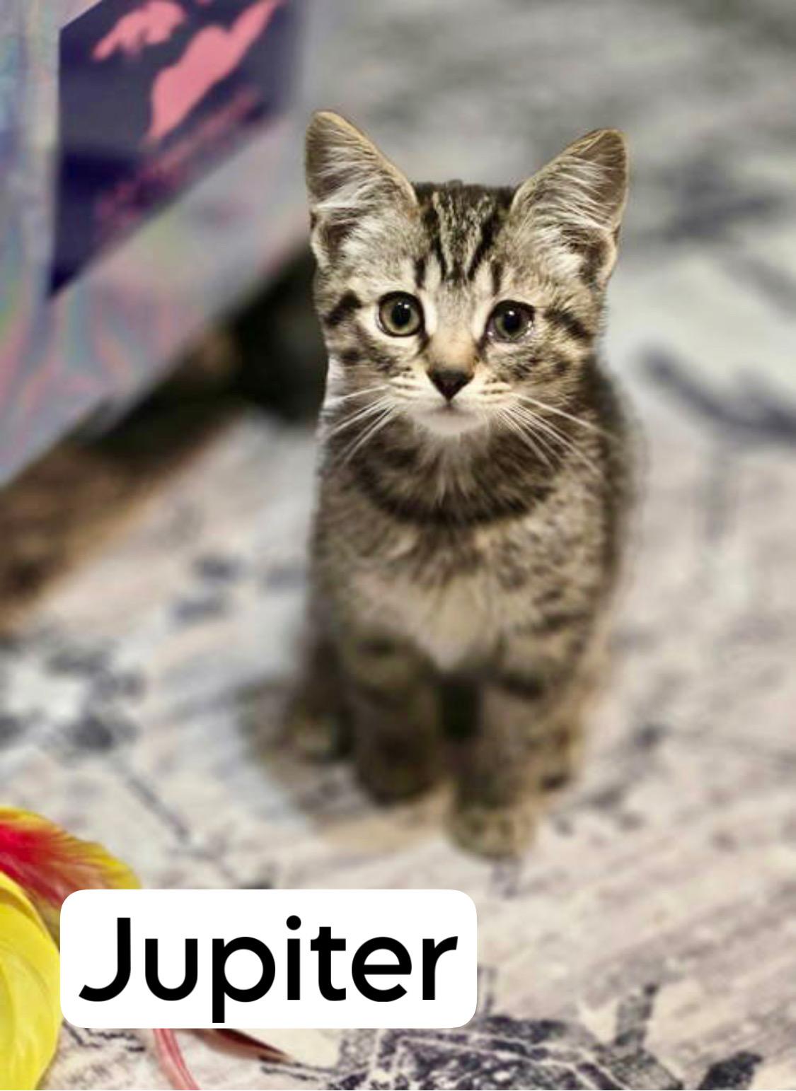 Jupiter (fcid# // -