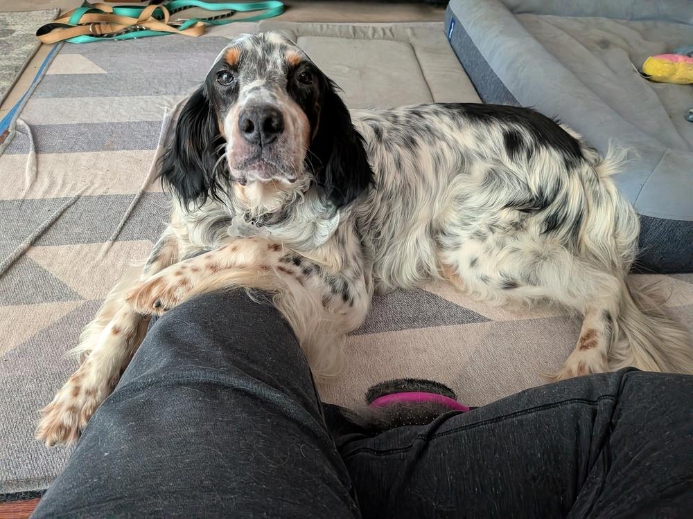 Pending Adoption - Bernie, Adoptable, Young Male English Setter.