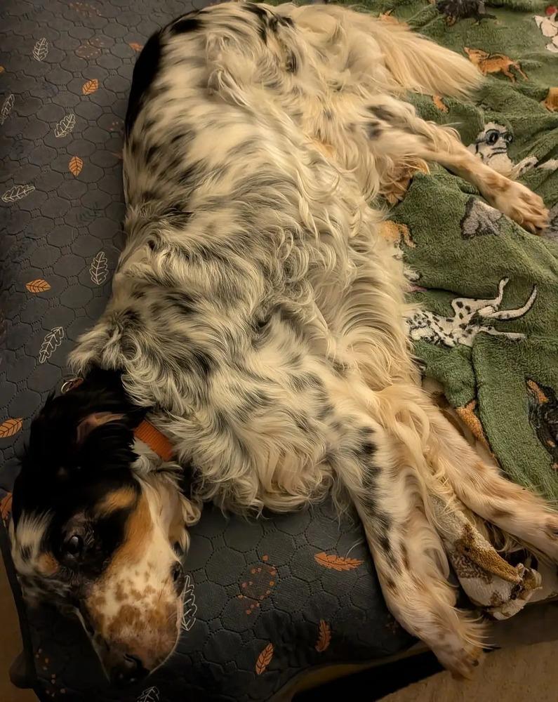 Enlarge Pending Adoption - Bernie, a Adoptable English Setter in Chelsea, MI image 2/6