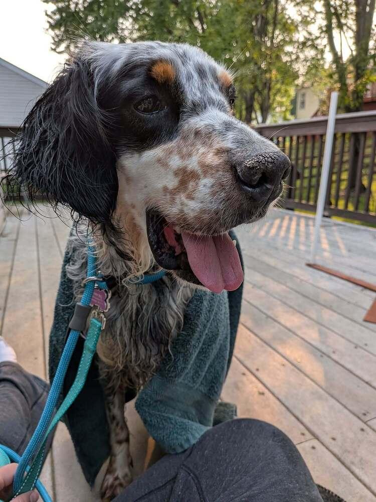 Enlarge Pending Adoption - Bernie, a Adoptable English Setter in Chelsea, MI image 3/6