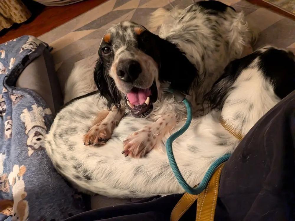 Enlarge Pending Adoption - Bernie, a Adoptable English Setter in Chelsea, MI image 4/6